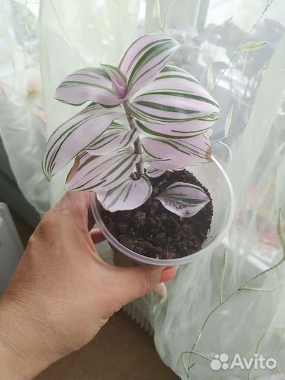 Традесканция