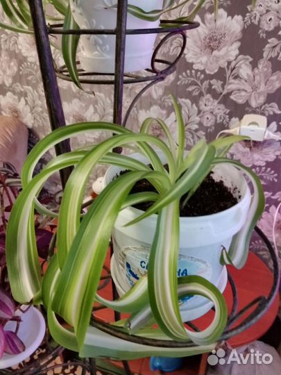 Комнатные цветы