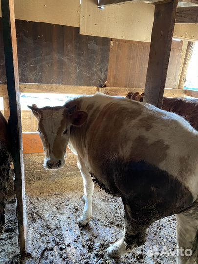 Тёлочки на откорме