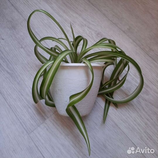 Хлорофитум кудрявый бонни