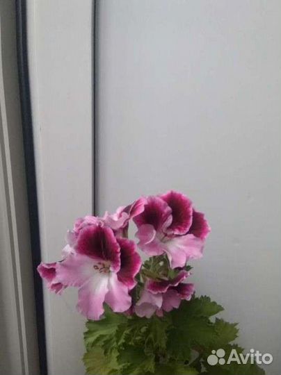 Королевская пеларгония взрослое растение