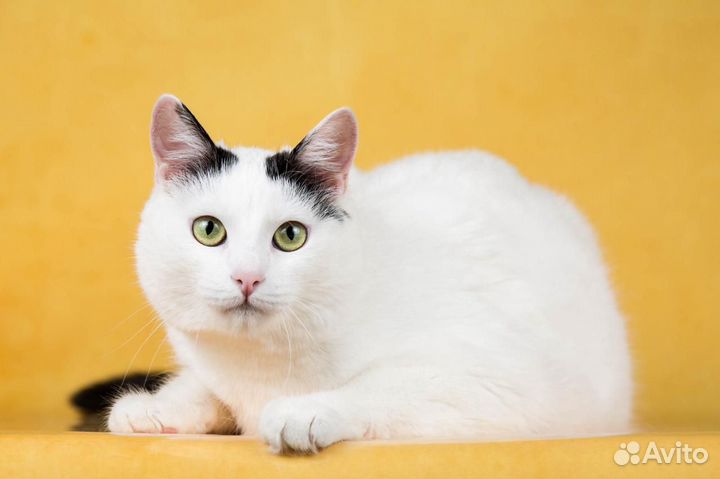 Кошка Мия 1.5 года сидит в боксе