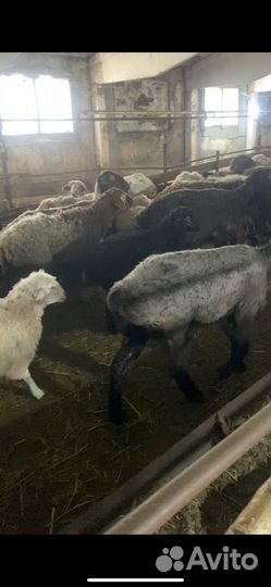 Овцы, ягнята. бараны. Эдельбаи, гиссары