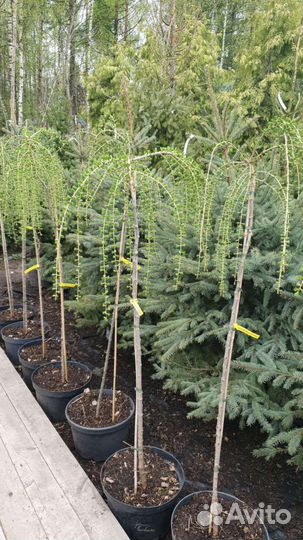 Лиственница на штамбе