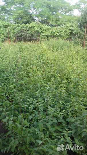 Саженцы кизила