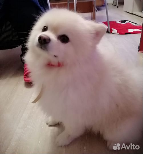 Кобель для вязки шпиц