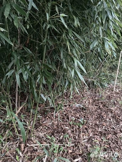 Бамбук морозостойкий