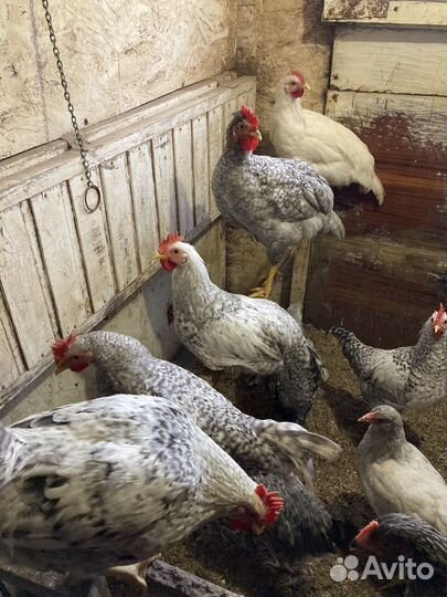 Молодые петушки