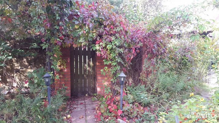 Девичий виноград