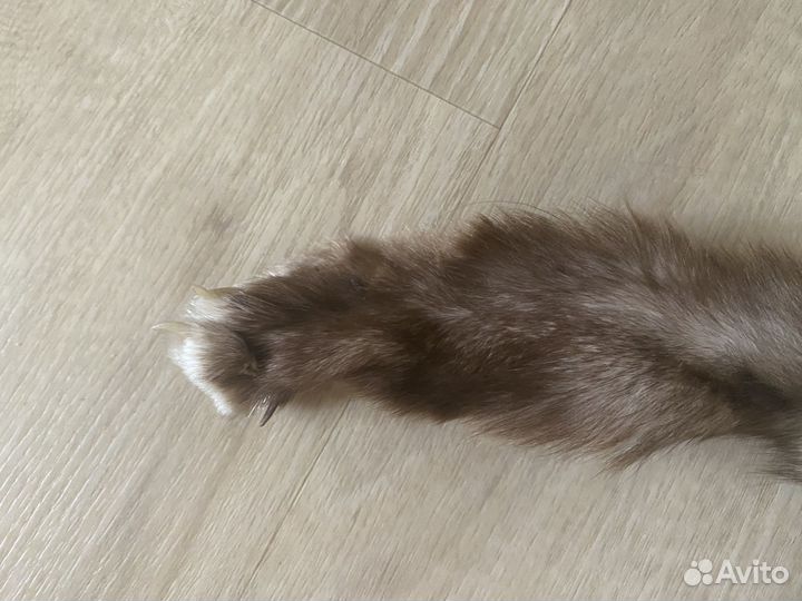 Шкурка песец