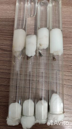 Муравьи (Lasius) матка + яйца+ маленький расплод