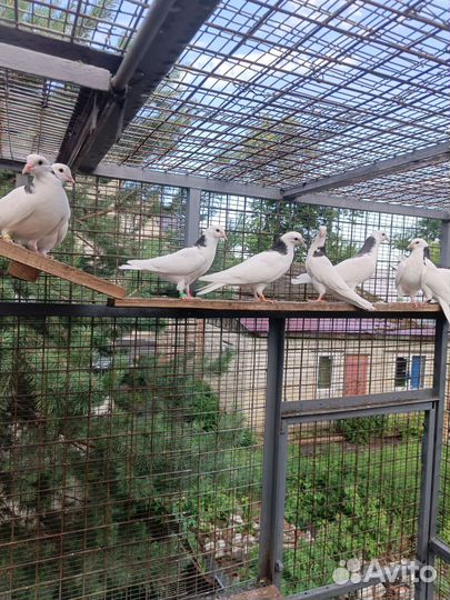 Продажа Пермских голубей