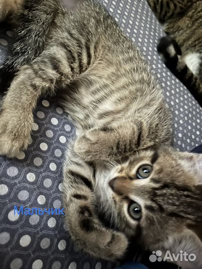 Котята в добрые руки бесплатно