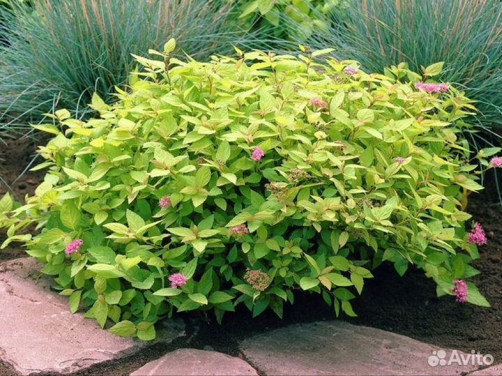 Саженцы спиреи японской