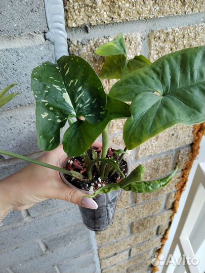 Сингониум панда