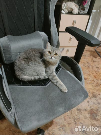 Кошечка Британка