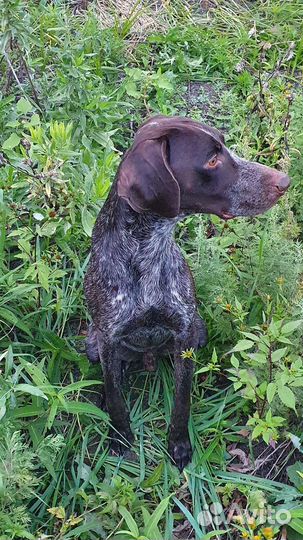 Курцхаар вязка