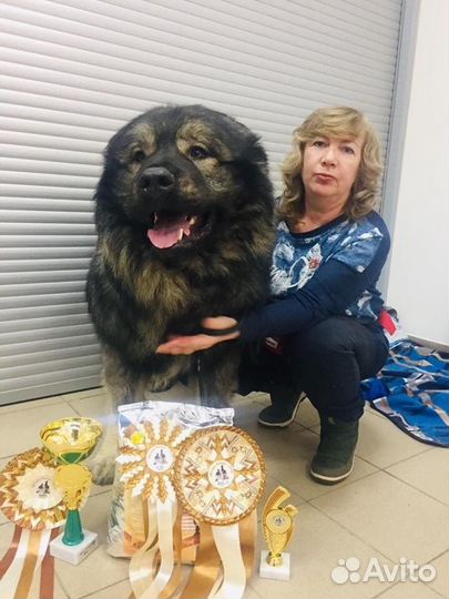 Кобель для вязки ко