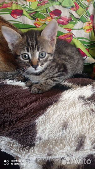 Кошка