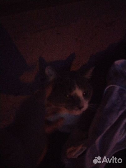 Найдена кошка