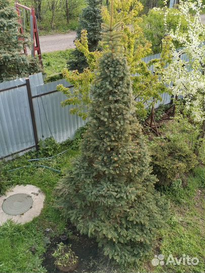 Ель Колючая 4м Стриженная