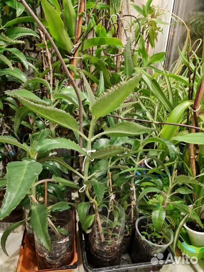 Каланхое лечебное золотой ус хлорофитум