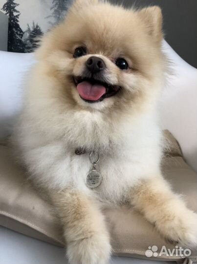 Адресник с гравировкой