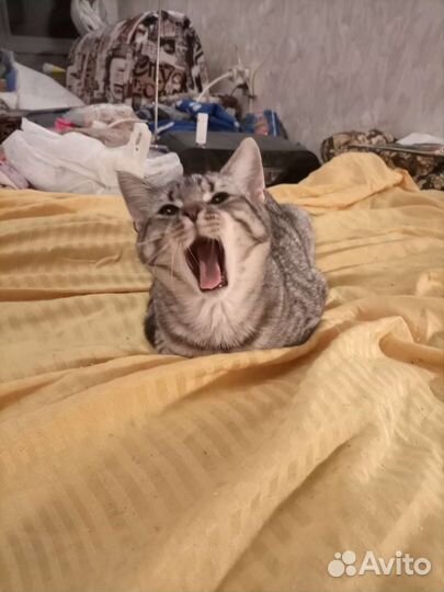 Очень ласковый полосатик. Метис