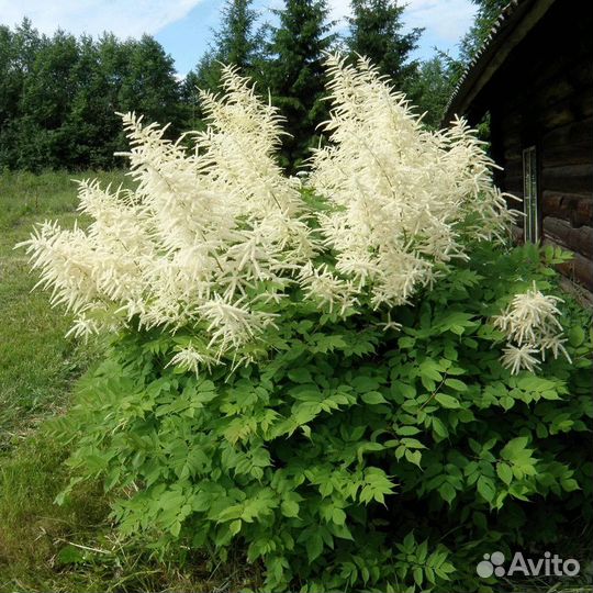 Садовые растения