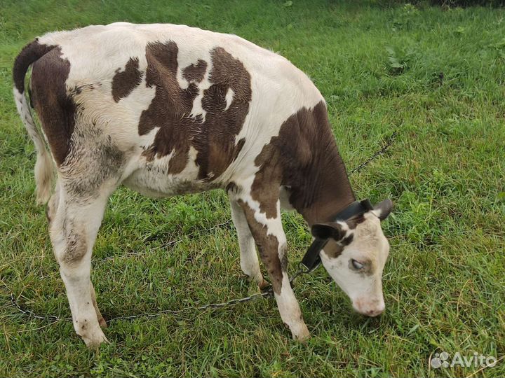 Тёлочка Голштинка