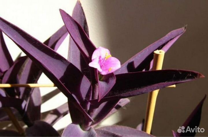 Сеткреазия пурпурная