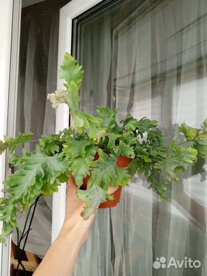 Флебодиум davana