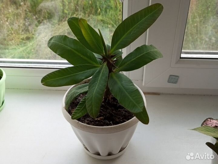 Малочай миля