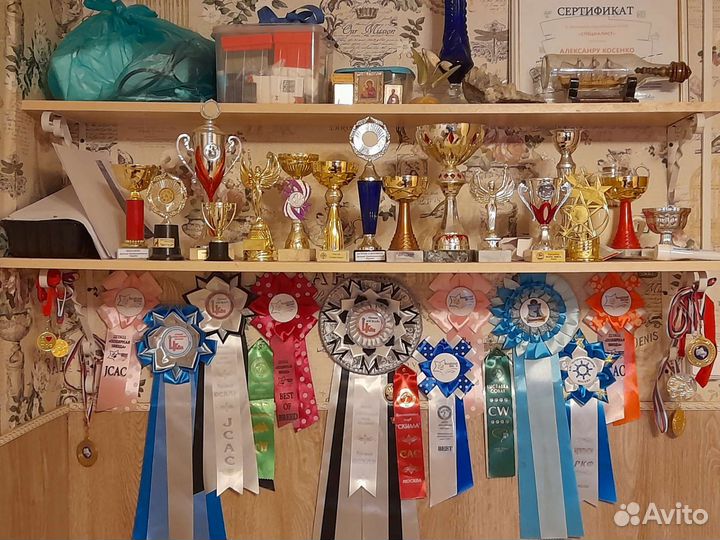 Цвергшнауцер черный с серебром