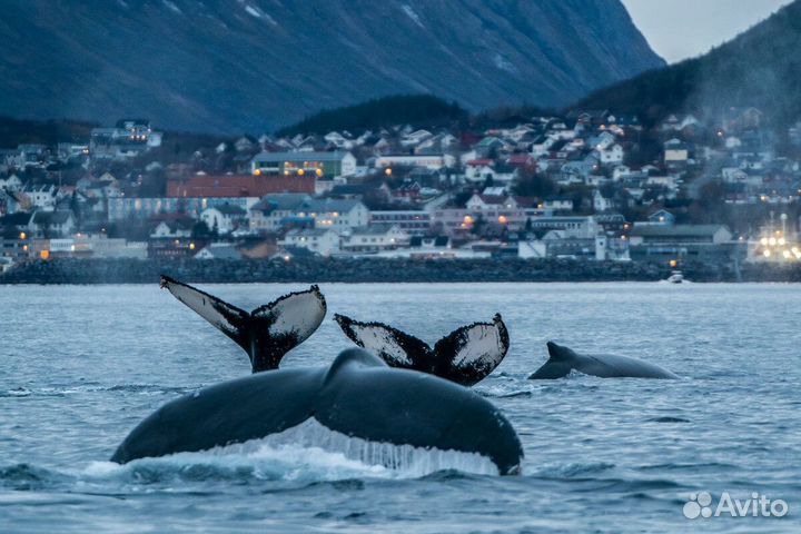Тур в Териберку +поиск китов