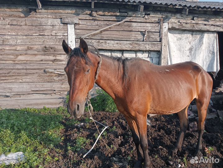 Продам Кобылу