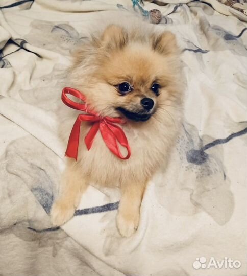 Померанский шпиц мальчик