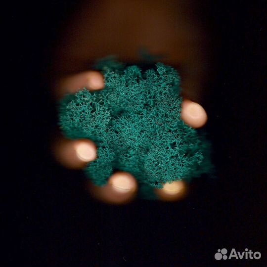 Стабилизированный мох, Лесной Зеленый