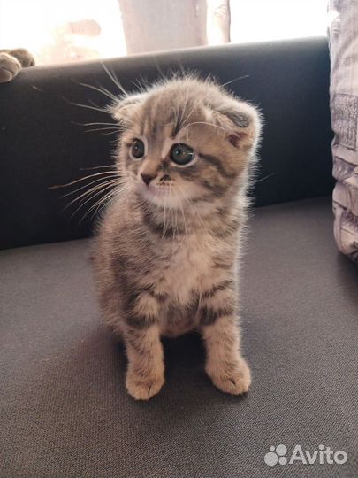 Шотландская вислоухая кошка