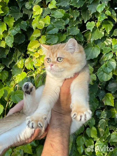 Яркая девочка золотая шиншилла ny11