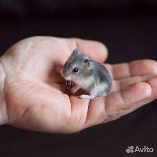 Хомяки джунгарики