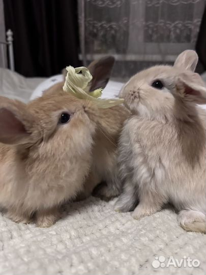 Декоративные кролики вислоухие мини