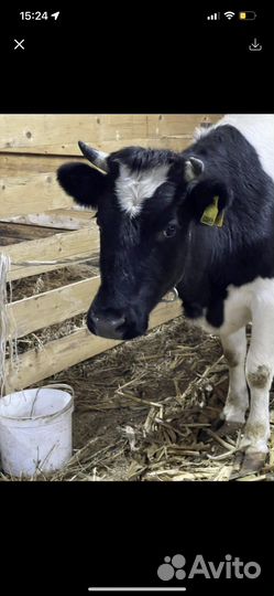 Скотник с проживанием