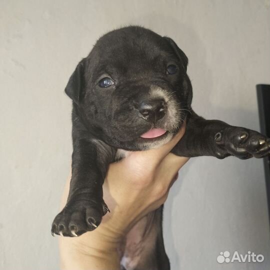 Щенки питбультерьера