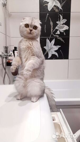 Шотландская кошка