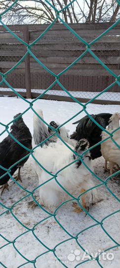 Петухи брама и джерсинс. гигант