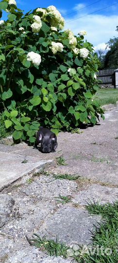 Французский бульдог щенки