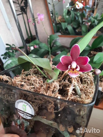Орхидея фаленопсис
