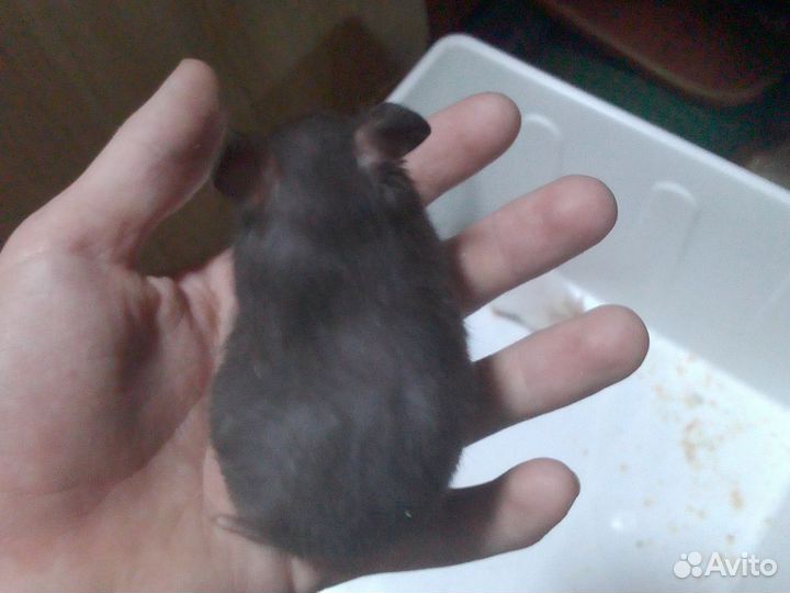 Сирийские хомячки