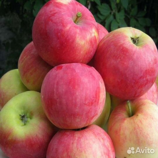 Саженцы летней яблони Мантет